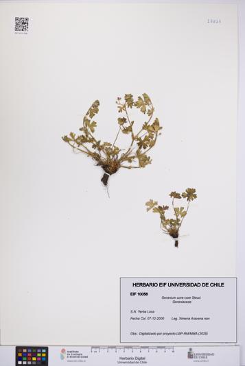 Geranium core-core [Espécimen: UCH:EIF:0010058]