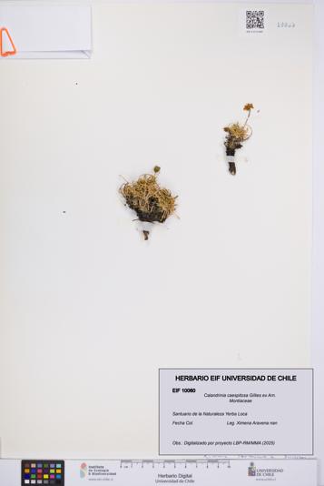 Calandrinia caespitosa [Espécimen: UCH:EIF:0010060]