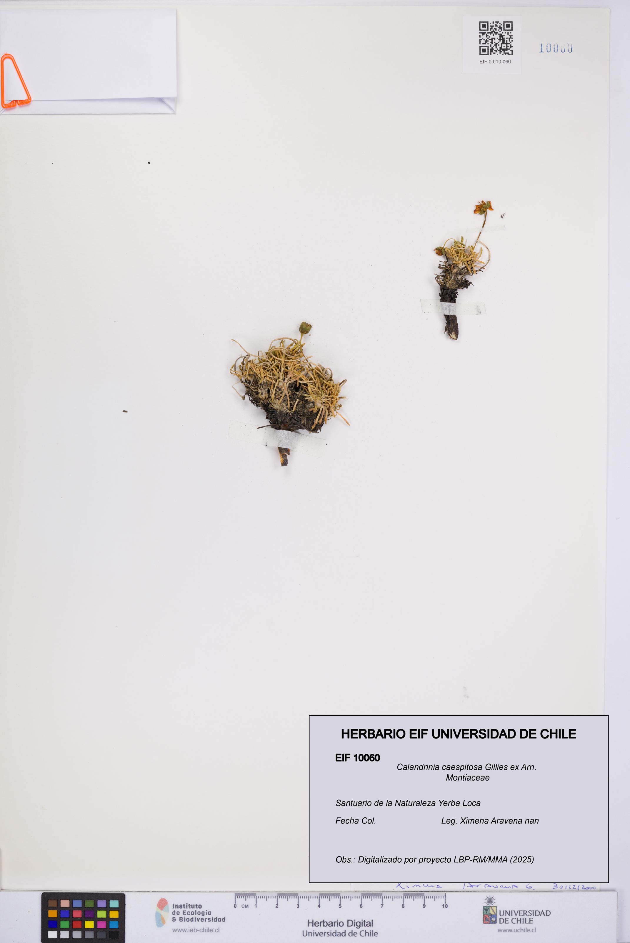 Calandrinia caespitosa [Espécimen: UCH:EIF:0010060]