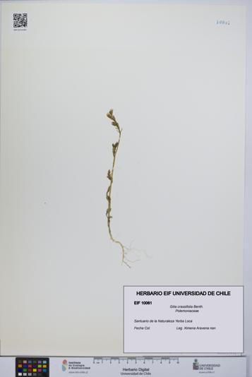 Gilia crassifolia [Espécimen: UCH:EIF:0010061]