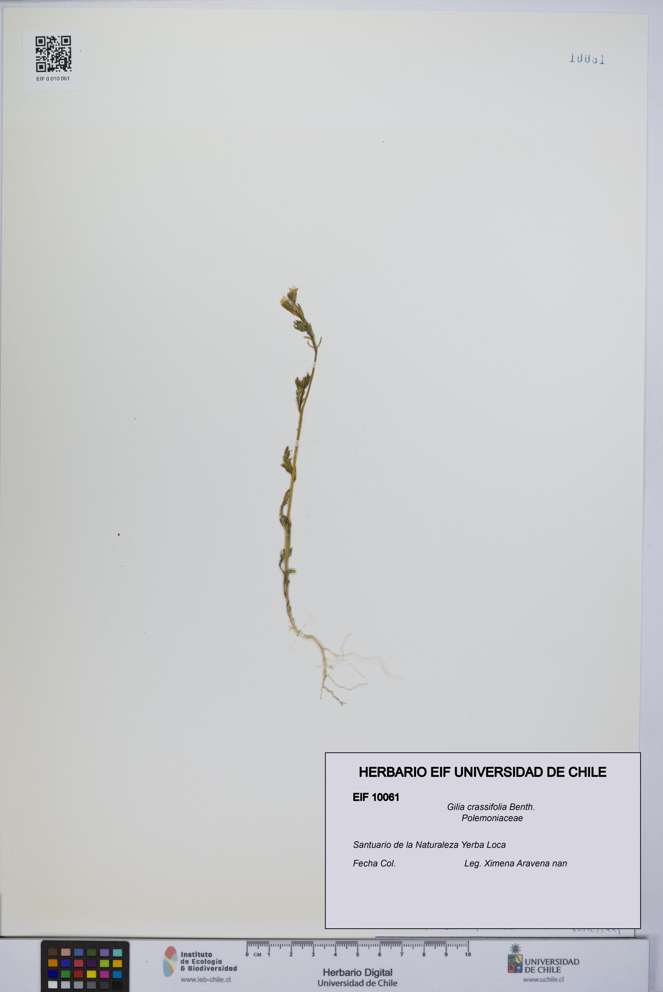 Gilia crassifolia [Espécimen: UCH:EIF:0010061]