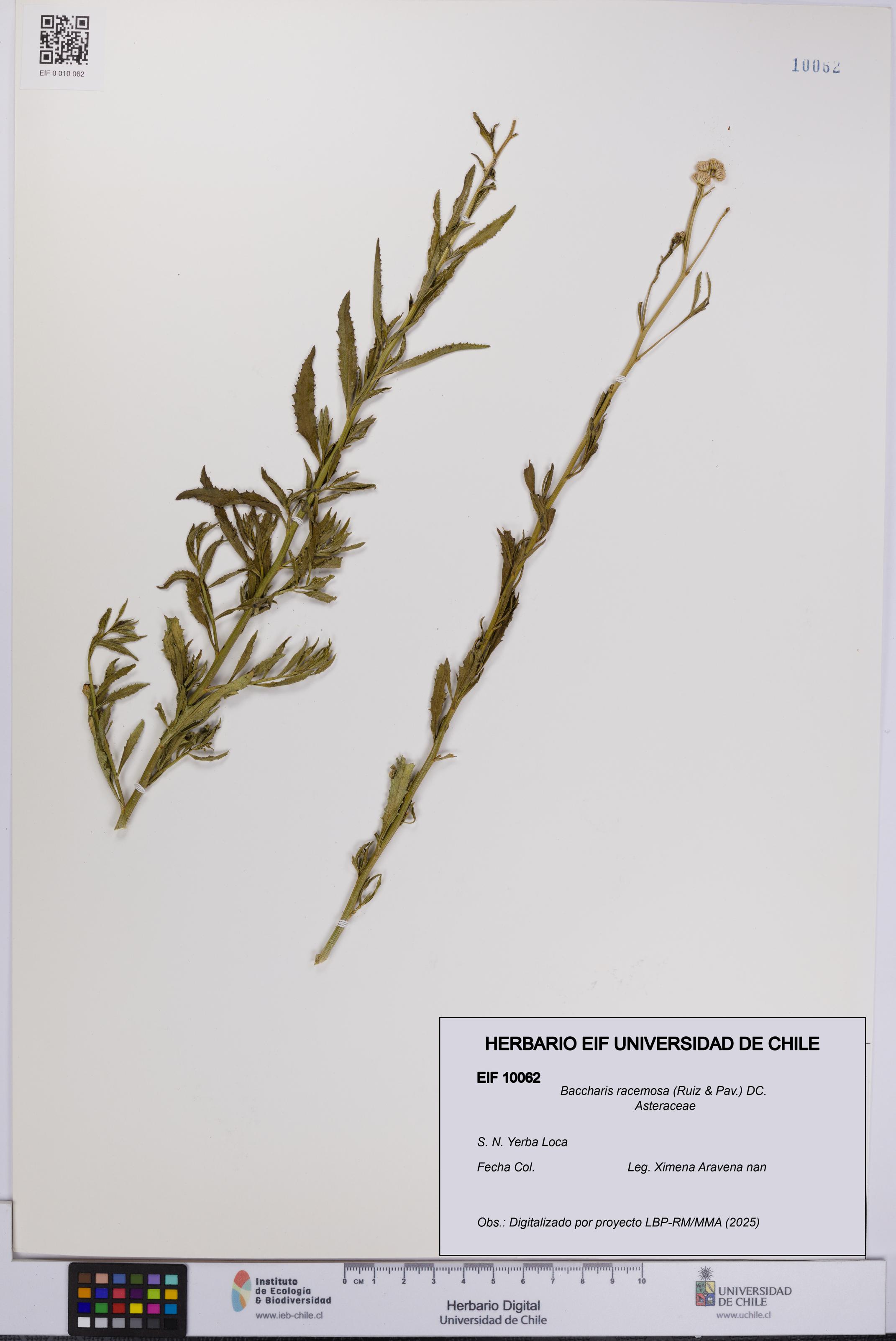 Baccharis racemosa [Espécimen: UCH:EIF:0010062]