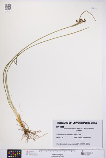 Olsynium junceum [Espécimen: UCH:EIF:0010063]