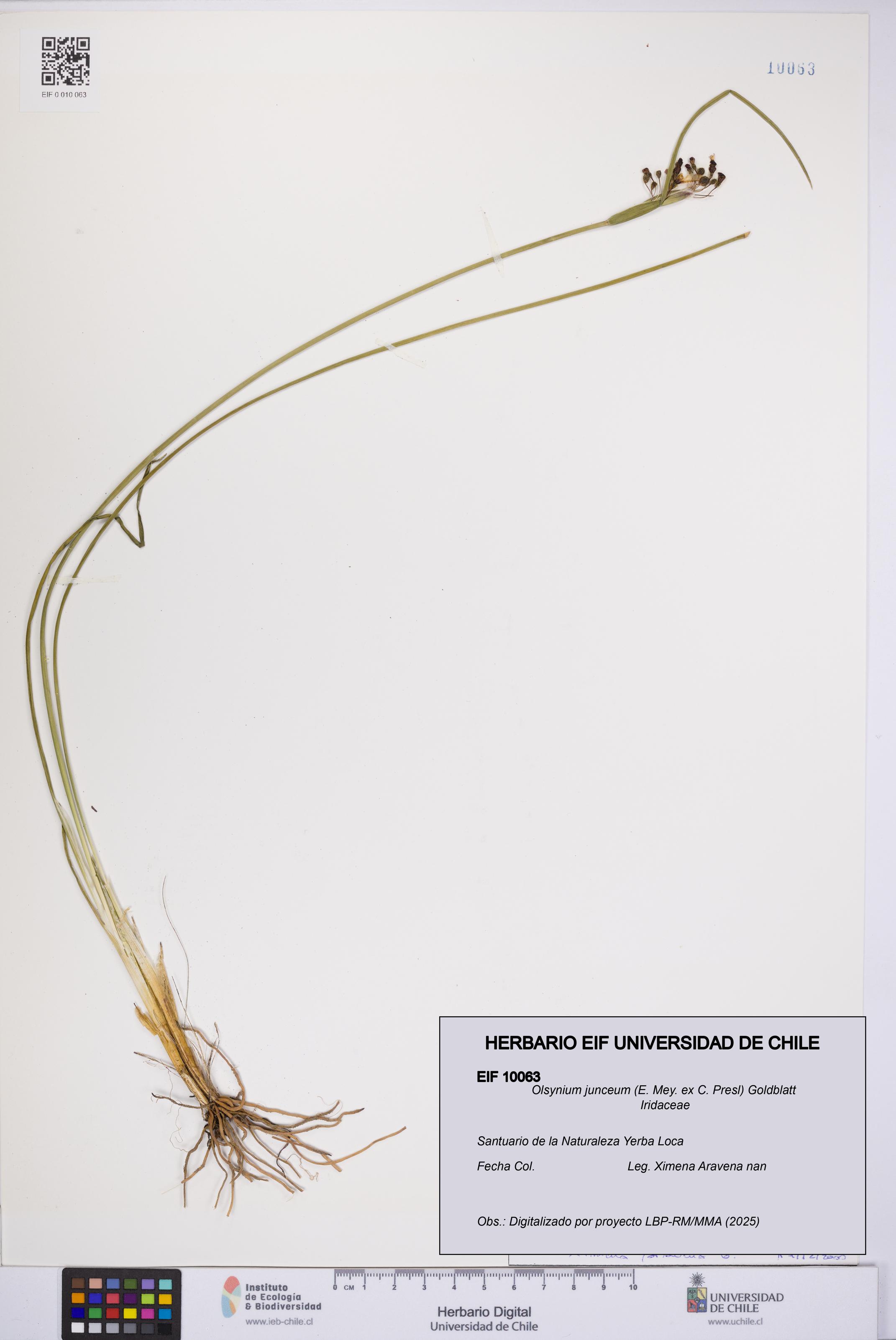 Olsynium junceum [Espécimen: UCH:EIF:0010063]