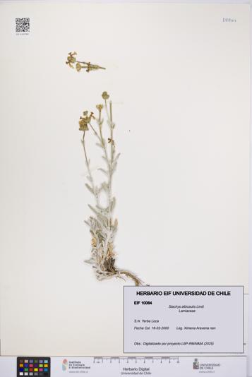 Stachys albicaulis [Espécimen: UCH:EIF:0010064]