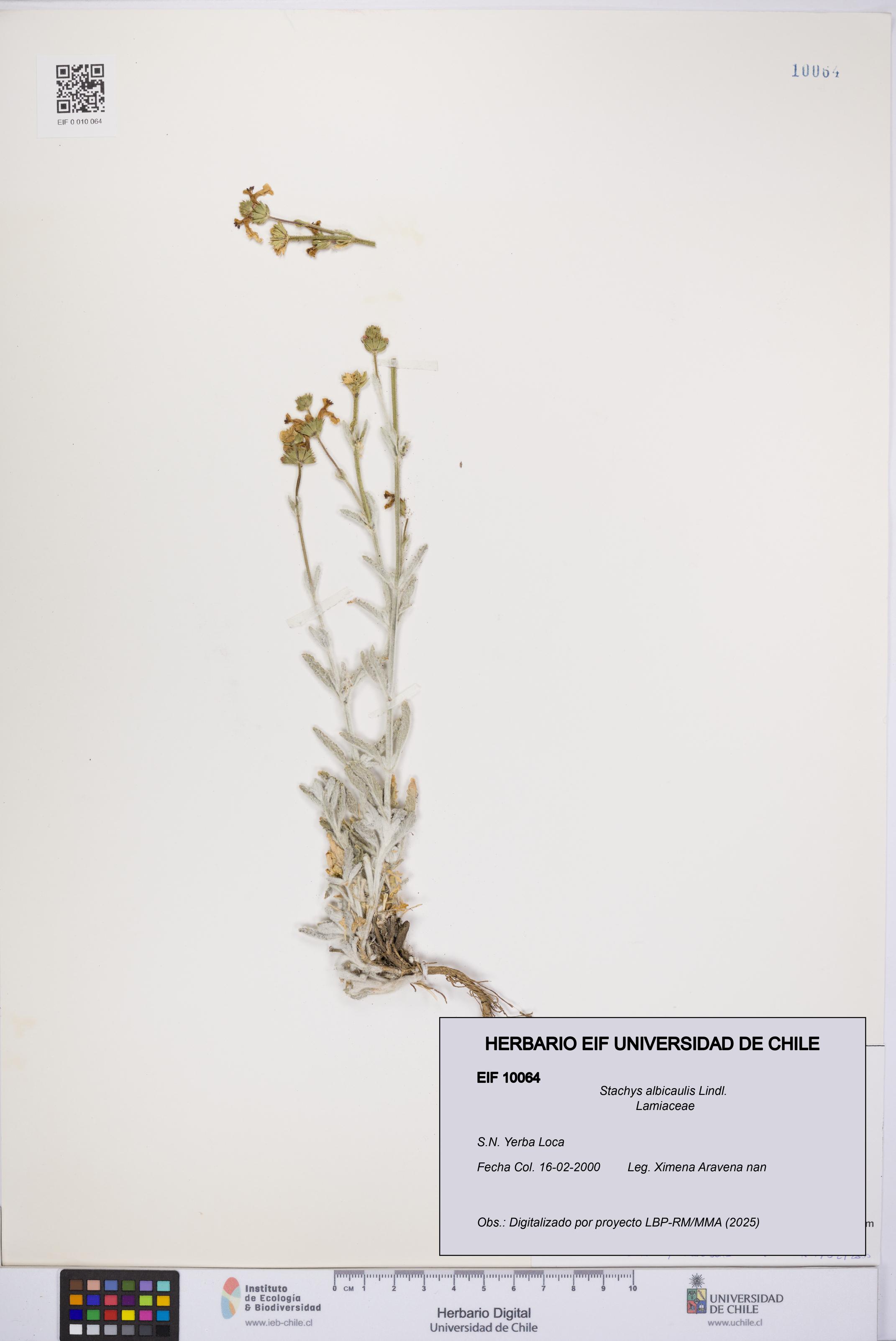 Stachys albicaulis [Espécimen: UCH:EIF:0010064]