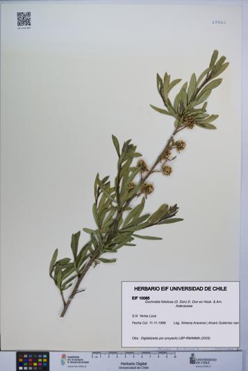 Gochnatia foliolosa [Espécimen: UCH:EIF:0010065]