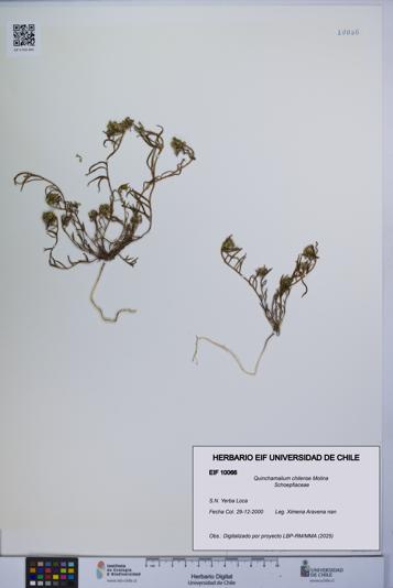 Quinchamalium chilense [Espécimen: UCH:EIF:0010066]