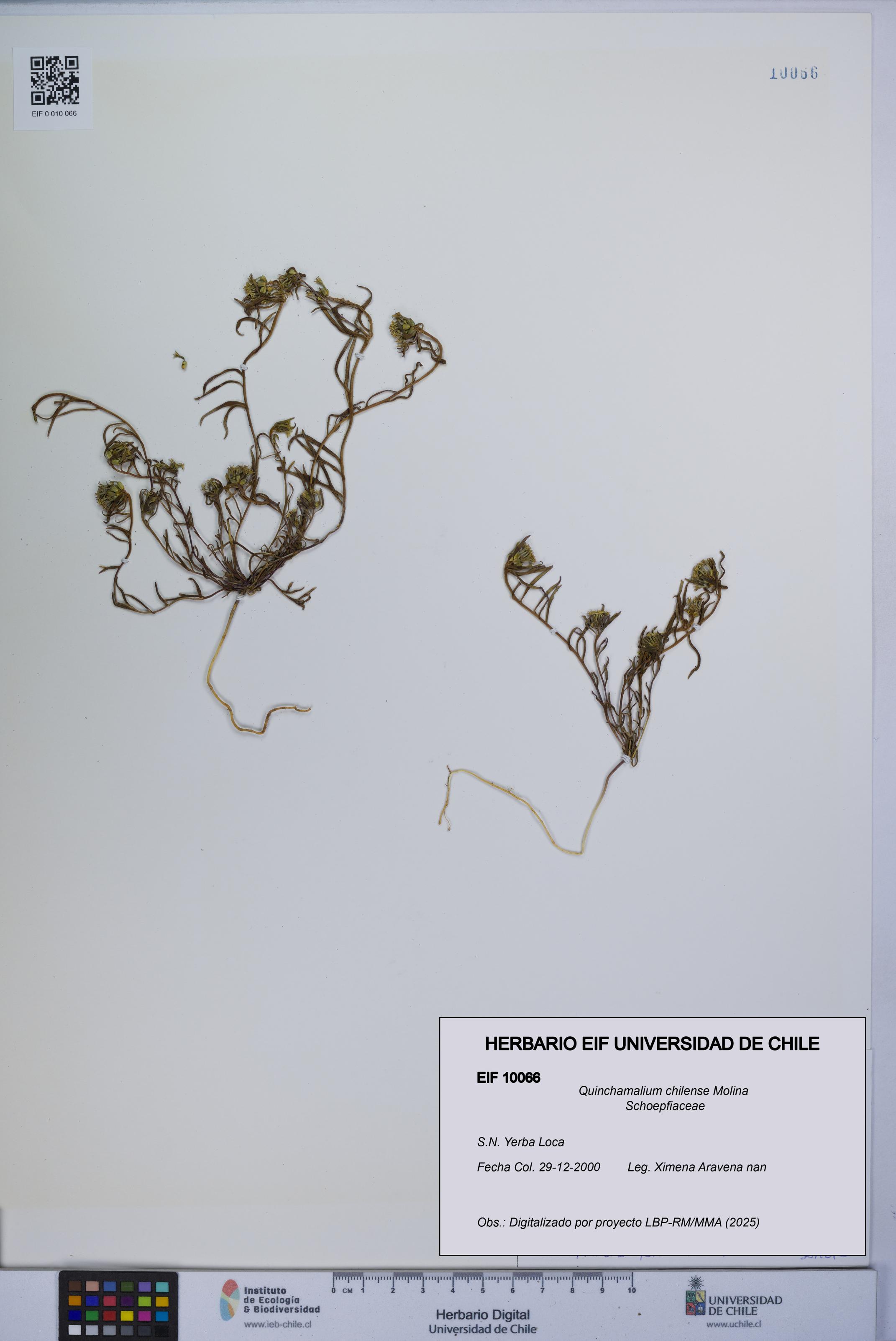 Quinchamalium chilense [Espécimen: UCH:EIF:0010066]