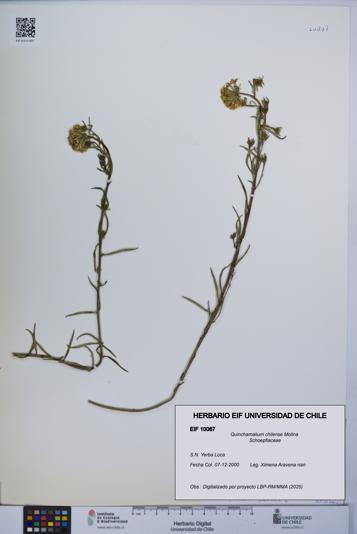 Quinchamalium chilense [Espécimen: UCH:EIF:0010067]