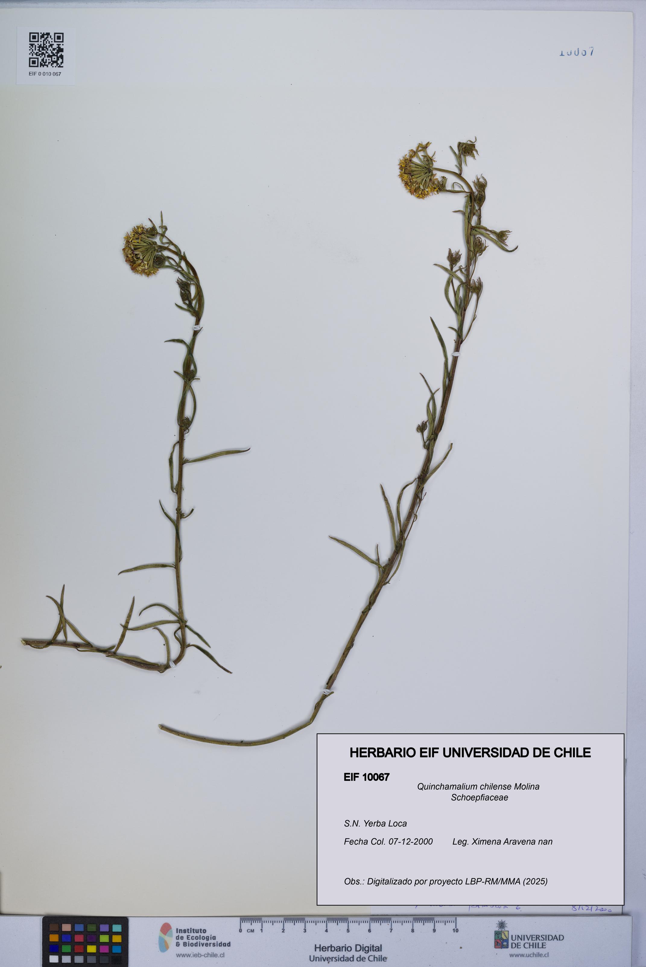 Quinchamalium chilense [Espécimen: UCH:EIF:0010067]