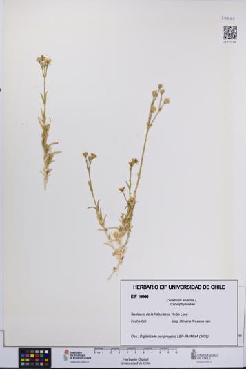 Cerastium arvense [Espécimen: UCH:EIF:0010068]