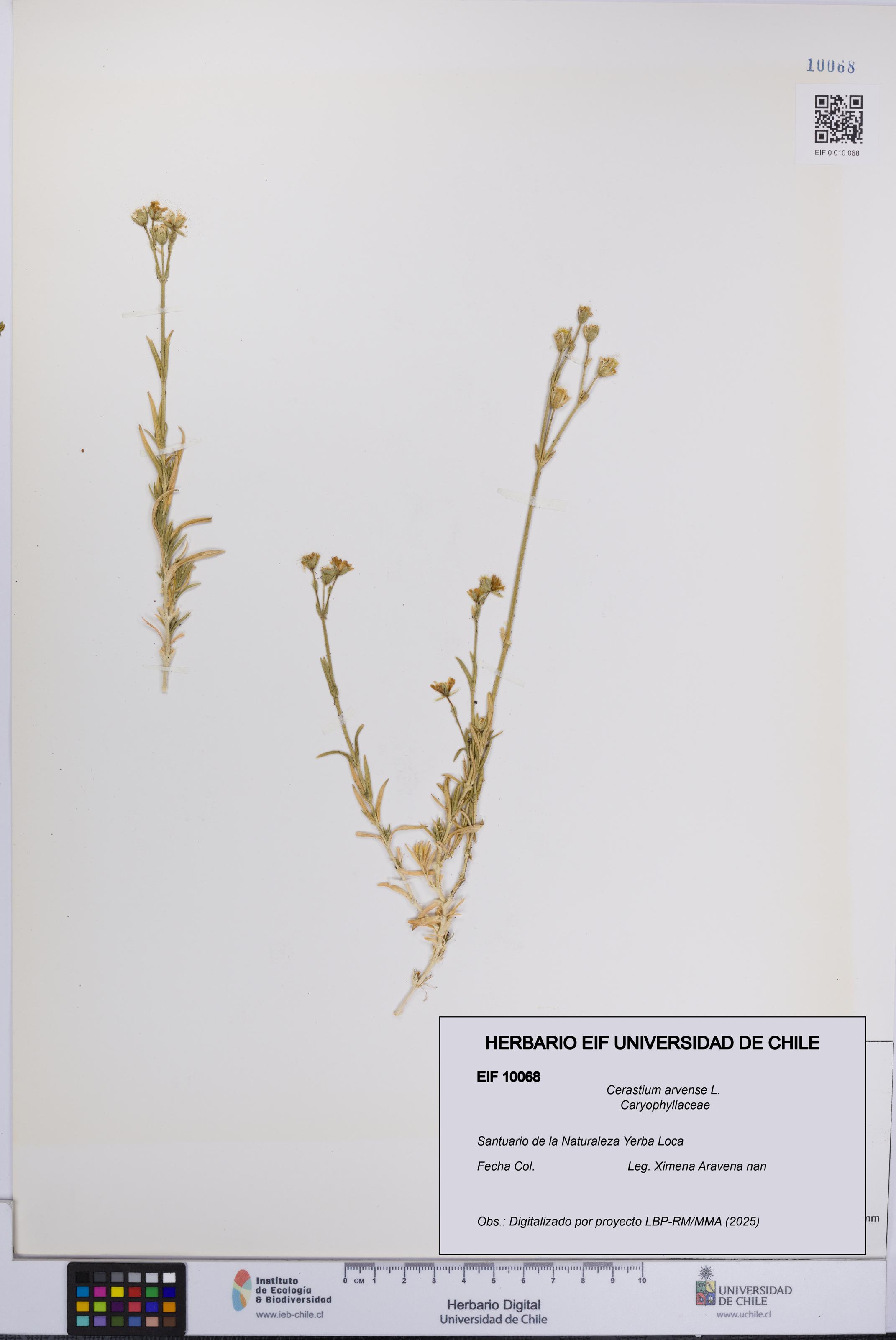 Cerastium arvense [Espécimen: UCH:EIF:0010068]