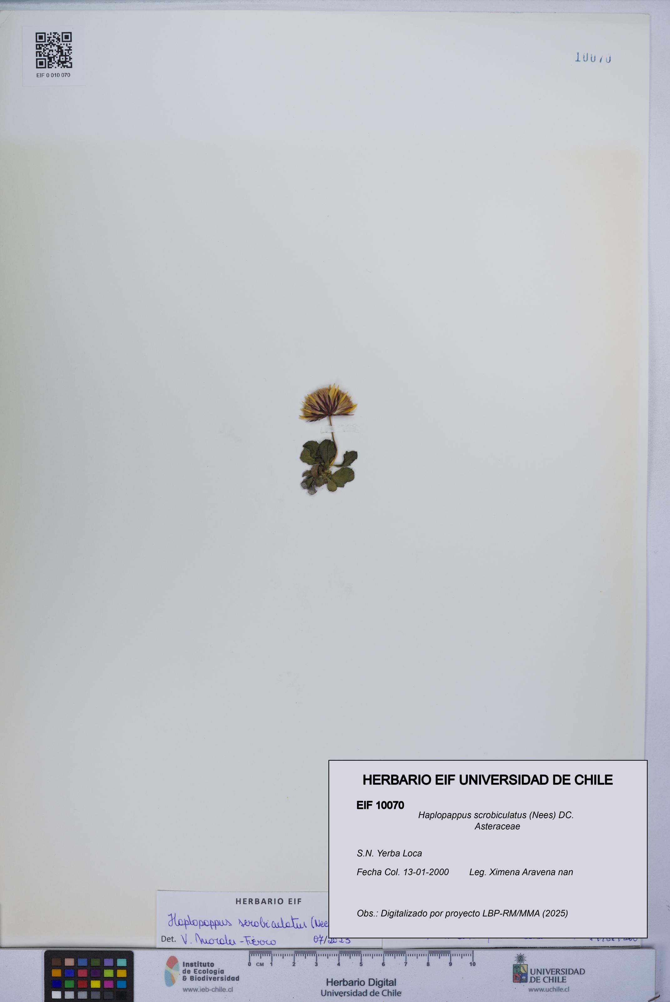 Haplopappus scrobiculatus [Espécimen: UCH:EIF:0010070]