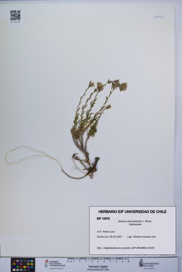 Senecio pachyphyllos [Espécimen: UCH:EIF:0010072]