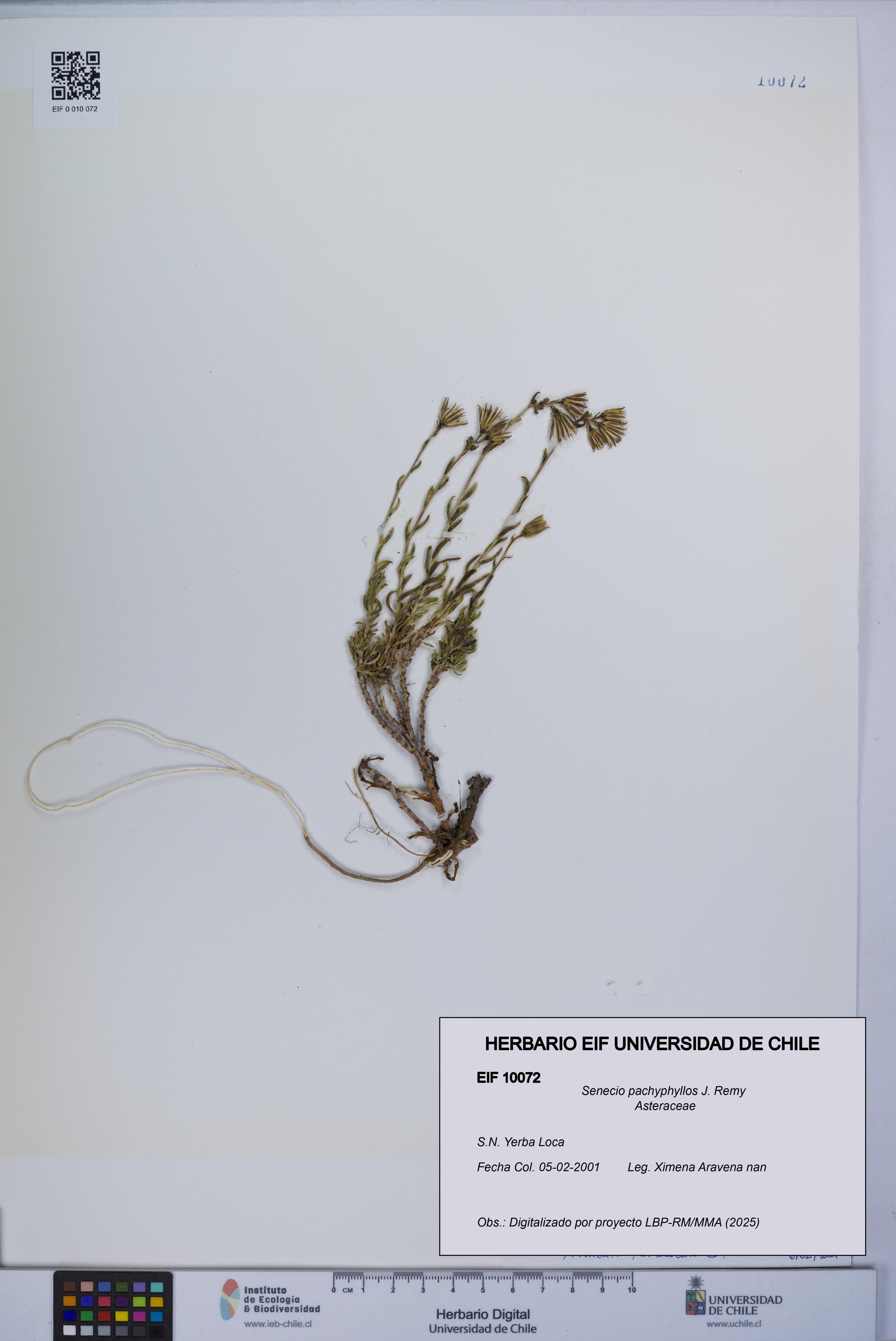 Senecio pachyphyllos [Espécimen: UCH:EIF:0010072]