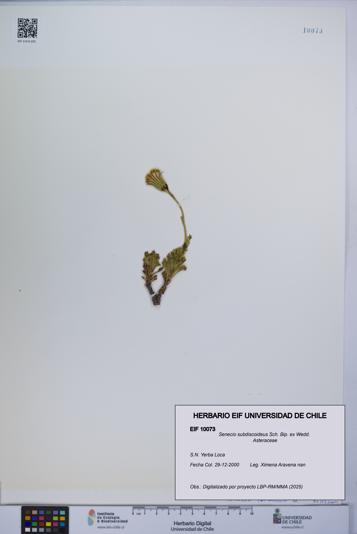 Senecio subdiscoideus [Espécimen: UCH:EIF:0010073]