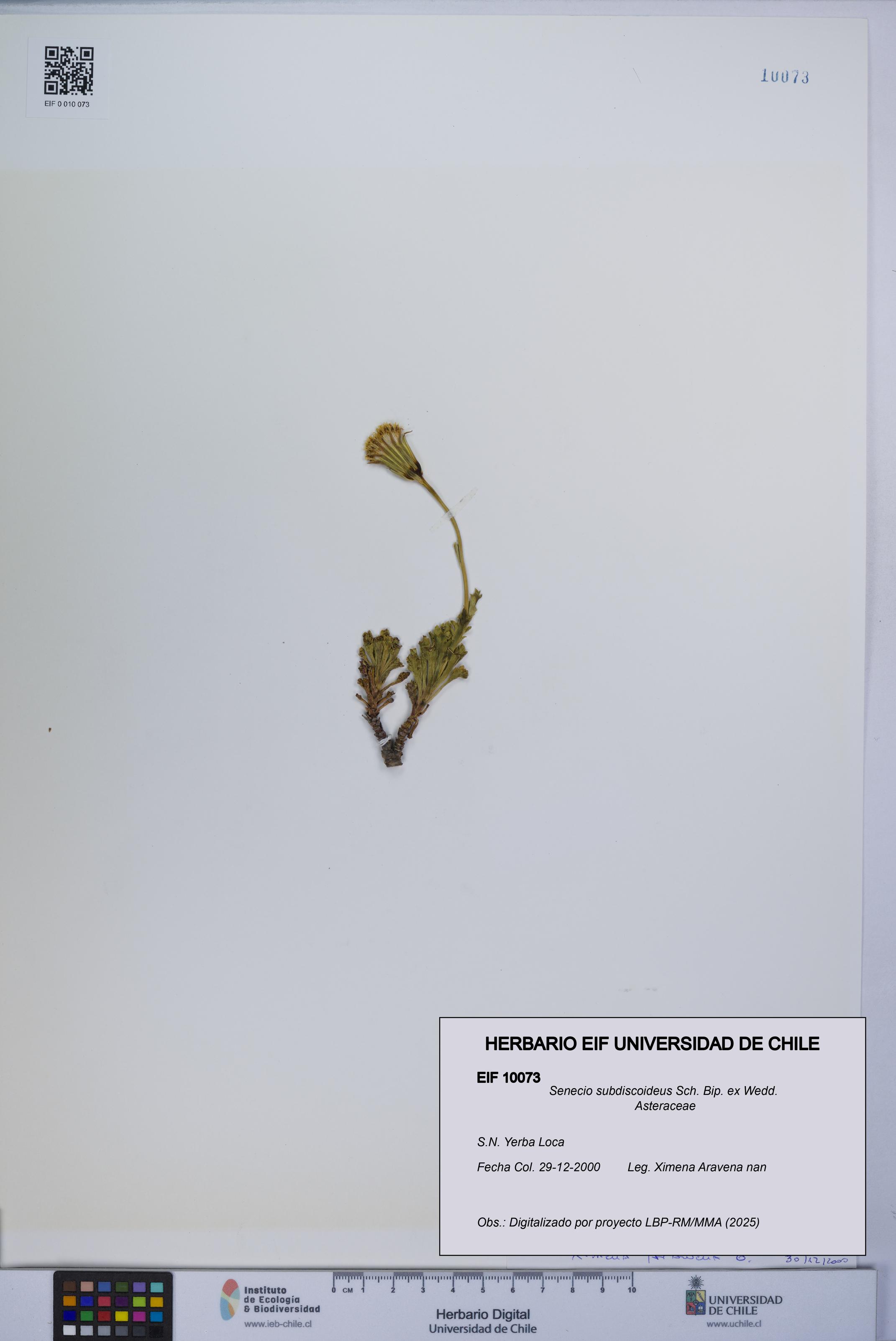 Senecio subdiscoideus [Espécimen: UCH:EIF:0010073]
