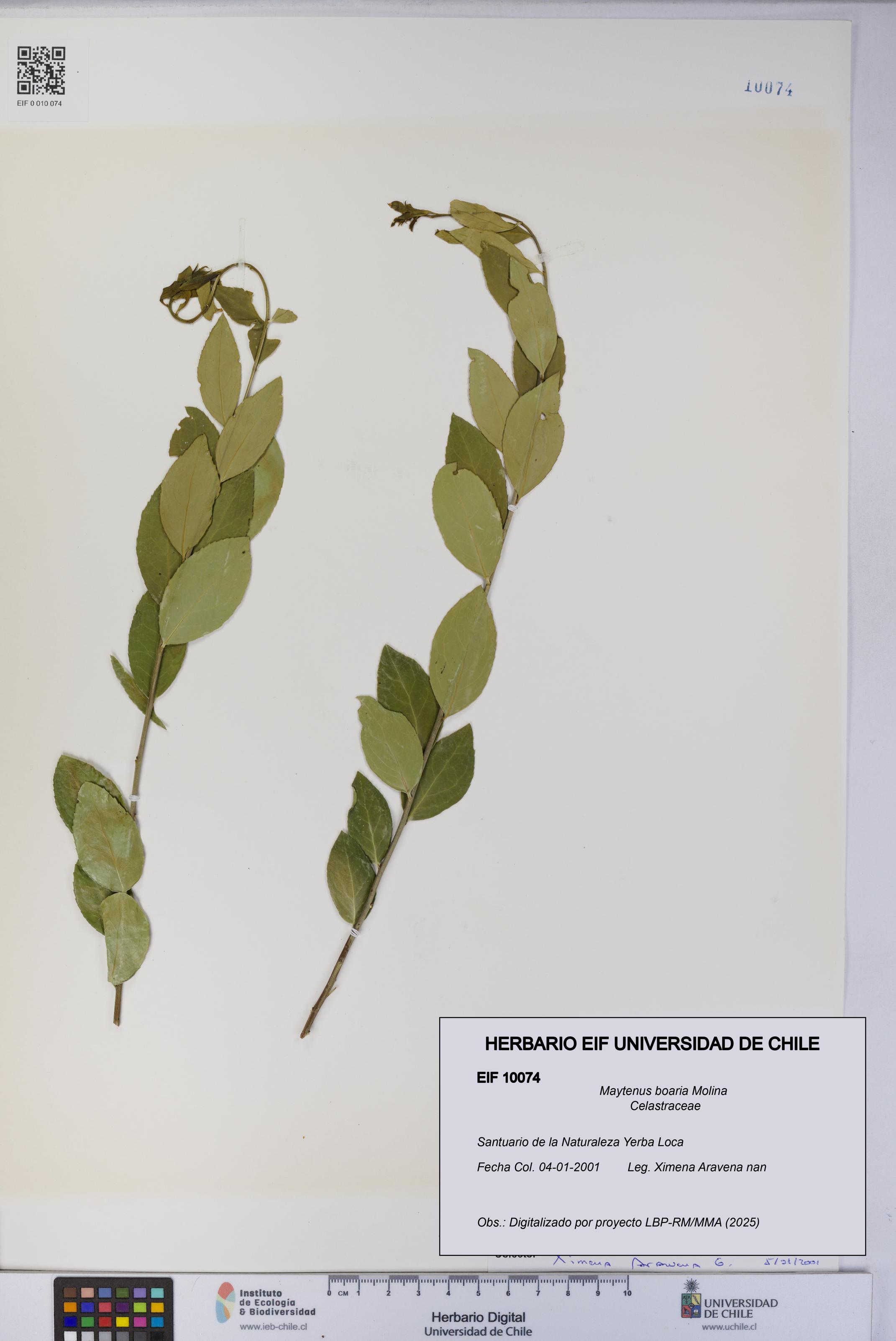 Maytenus boaria [Espécimen: UCH:EIF:0010074]