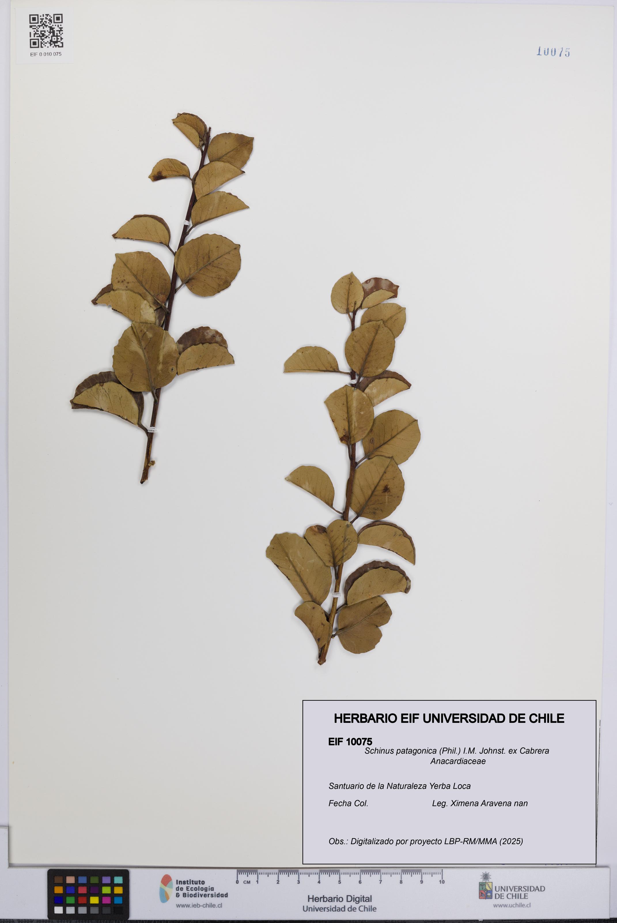 Schinus patagonica [Espécimen: UCH:EIF:0010075]