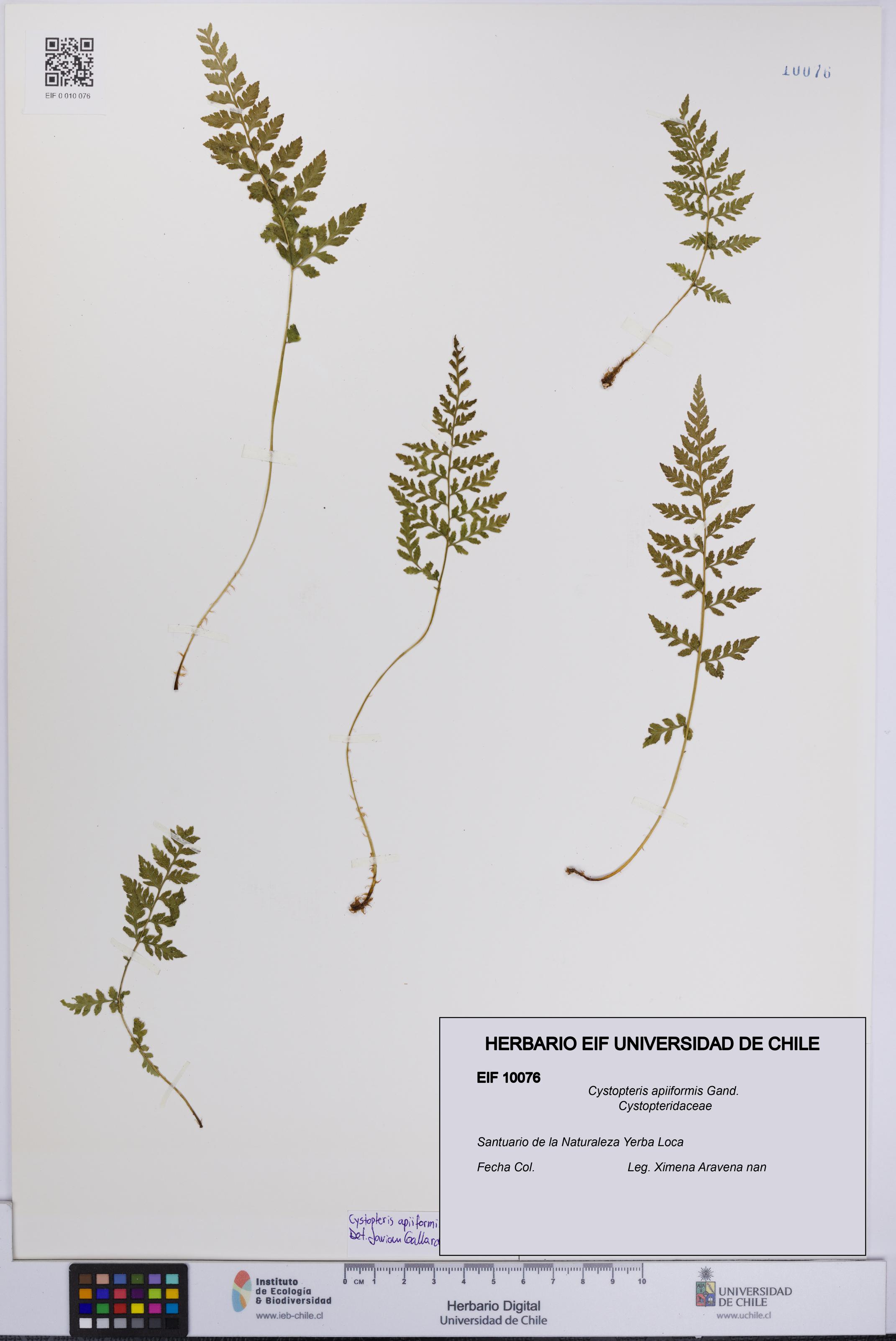 Cystopteris apiiformis [Espécimen: UCH:EIF:0010076]