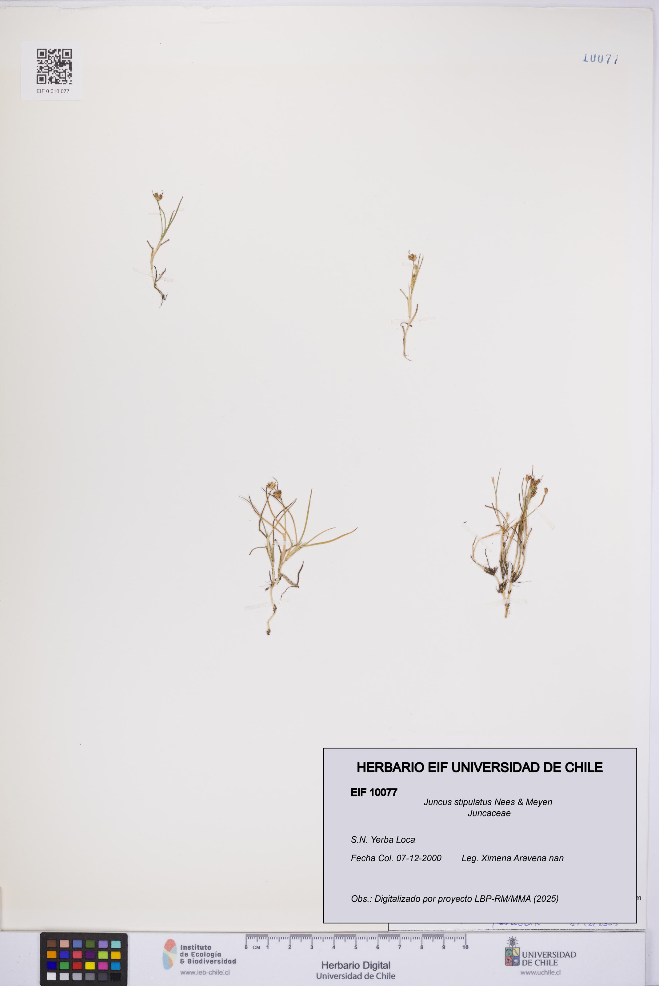 Juncus stipulatus [Espécimen: UCH:EIF:0010077]