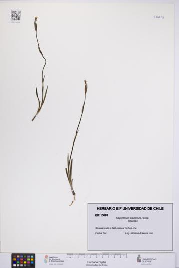 UCH:EIF:0010078