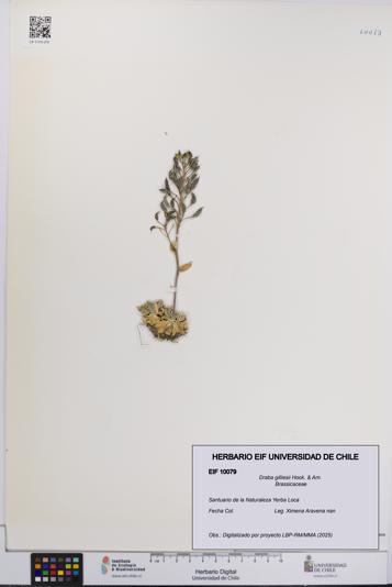 Draba gilliesii [Espécimen: UCH:EIF:0010079]