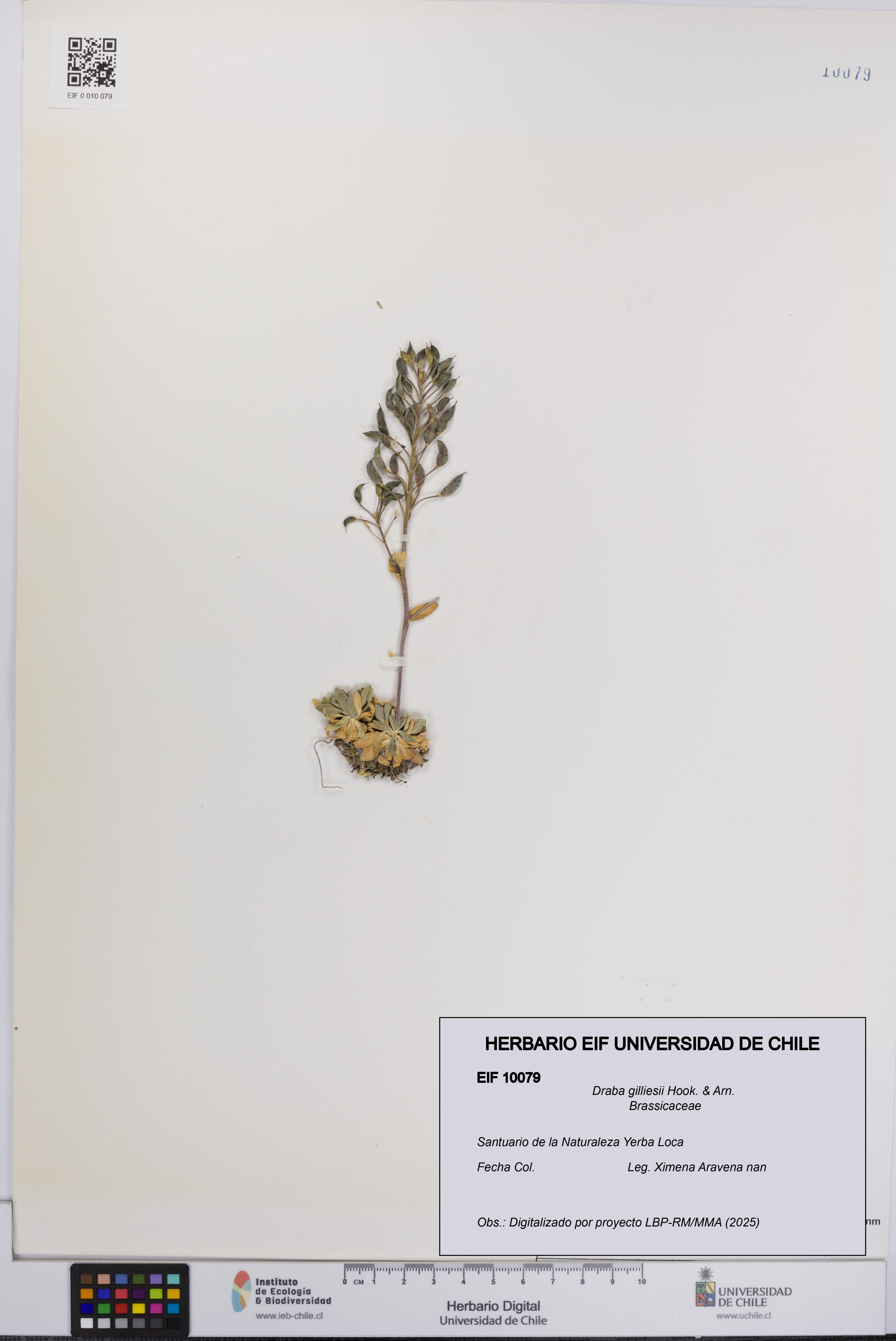Draba gilliesii [Espécimen: UCH:EIF:0010079]