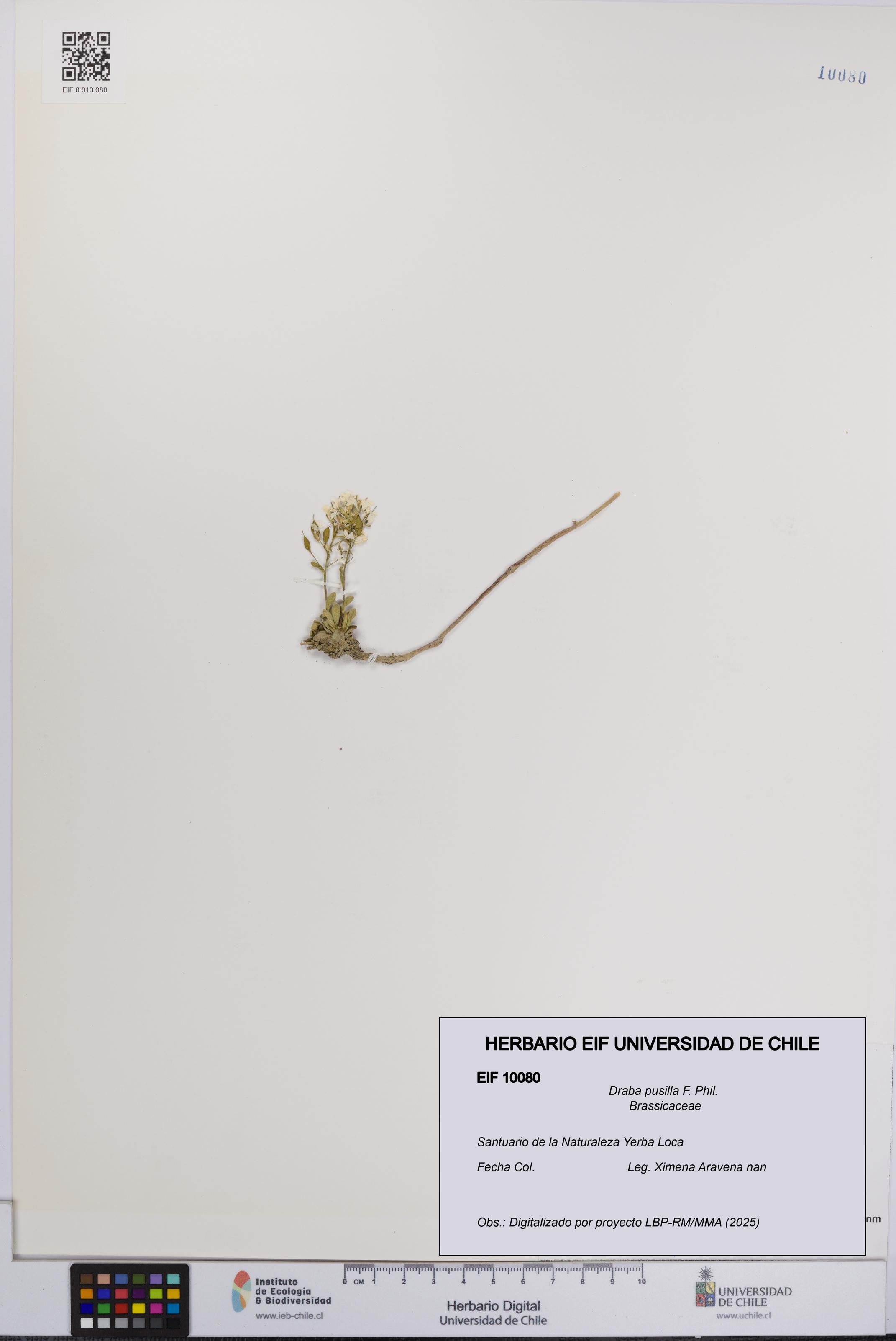 Draba pusilla [Espécimen: UCH:EIF:0010080]