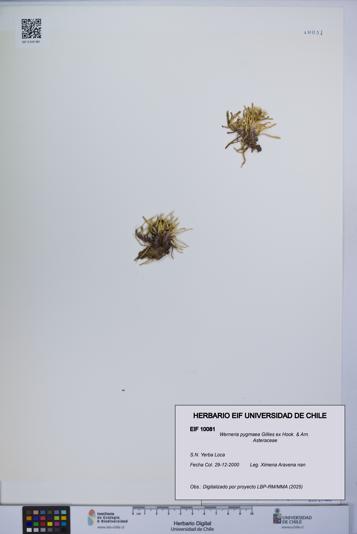 Werneria pygmaea [Espécimen: UCH:EIF:0010081]