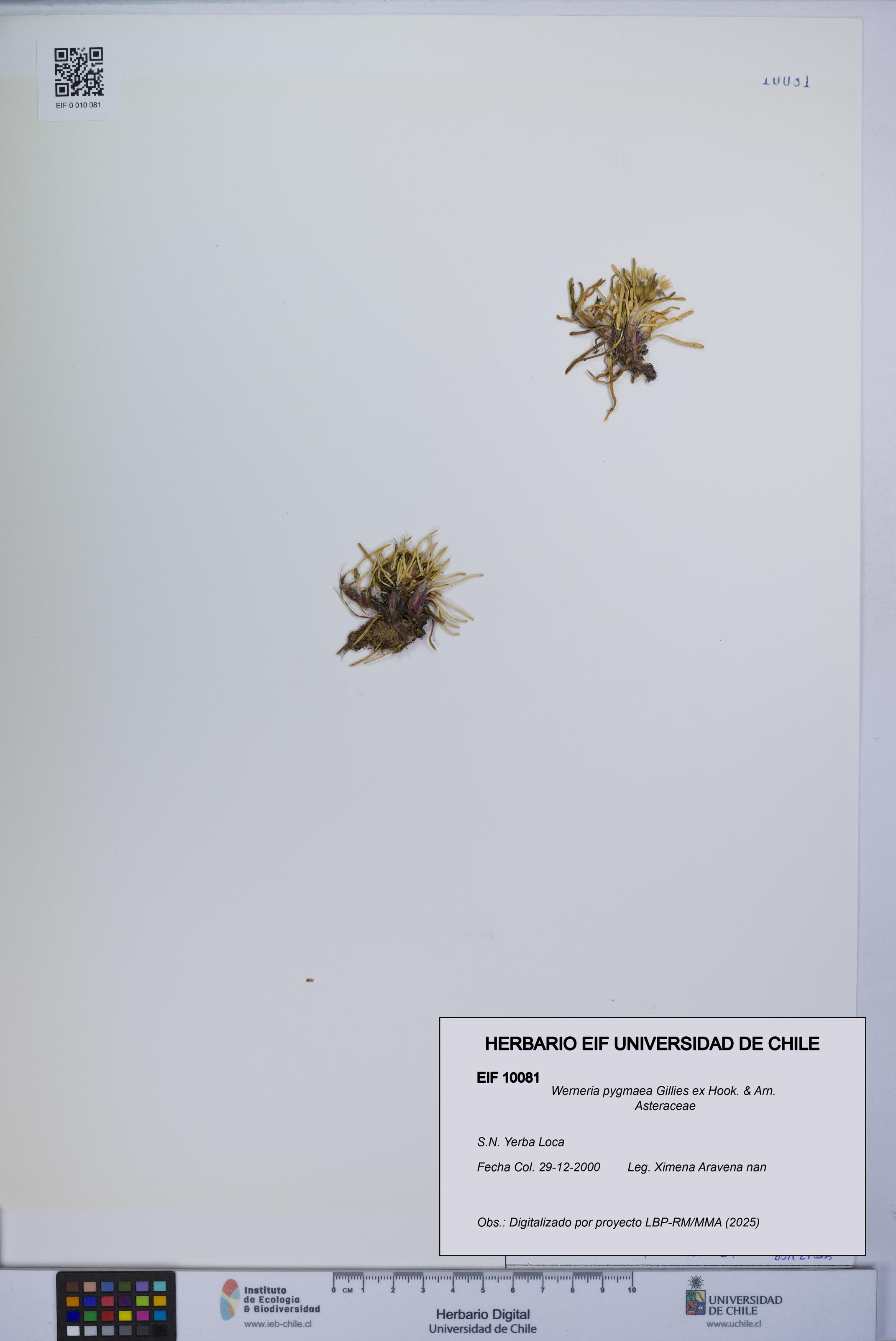 Werneria pygmaea [Espécimen: UCH:EIF:0010081]