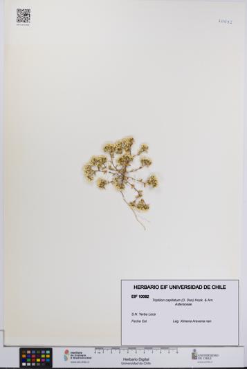 Triptilion capillatum [Espécimen: UCH:EIF:0010082]