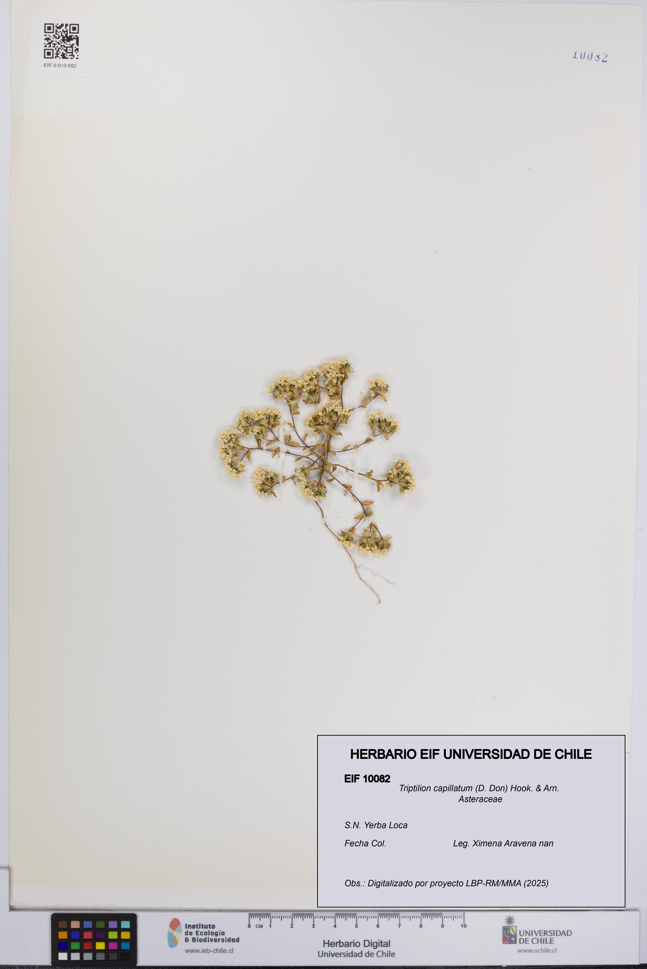 Triptilion capillatum [Espécimen: UCH:EIF:0010082]