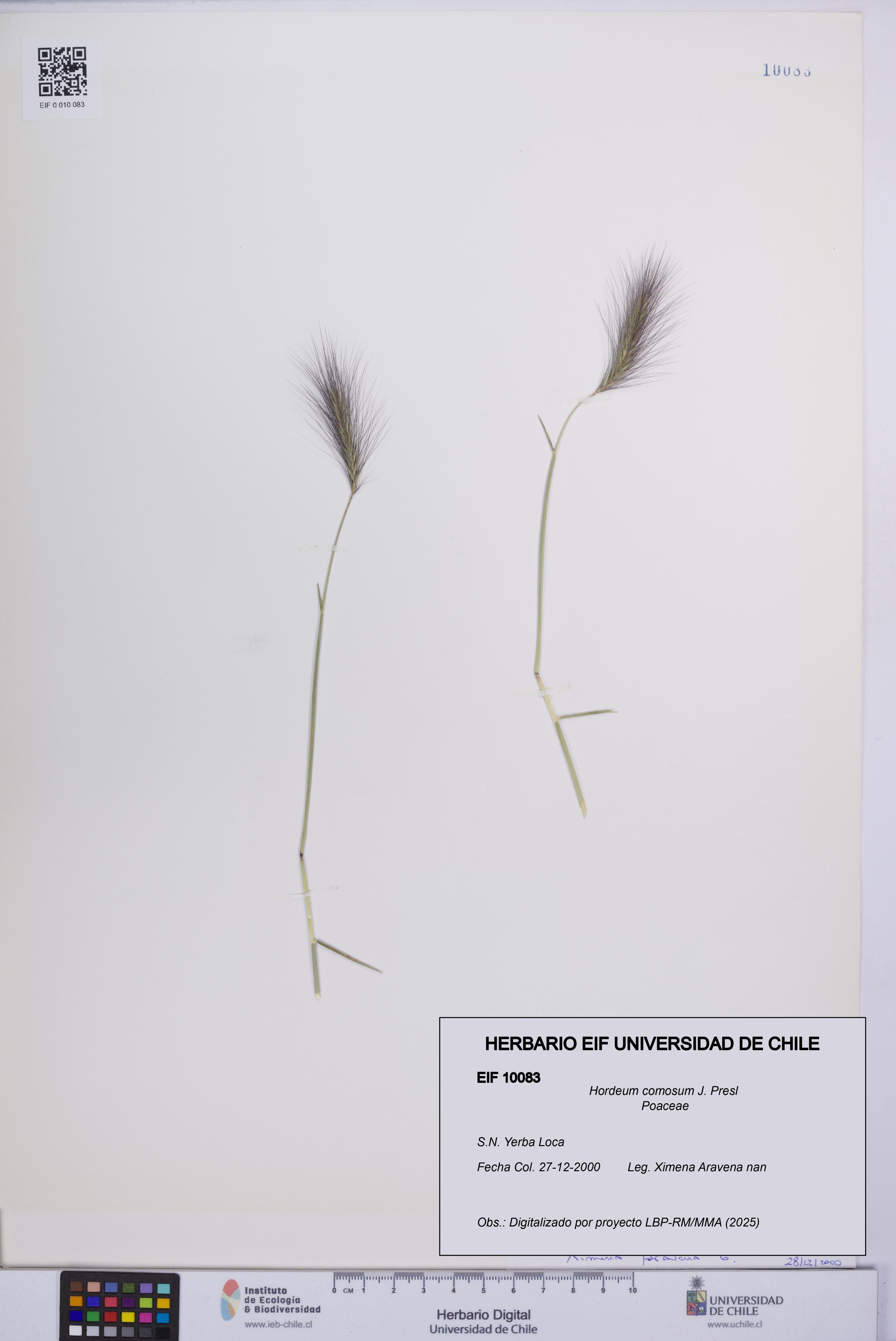 Hordeum comosum [Espécimen: UCH:EIF:0010083]