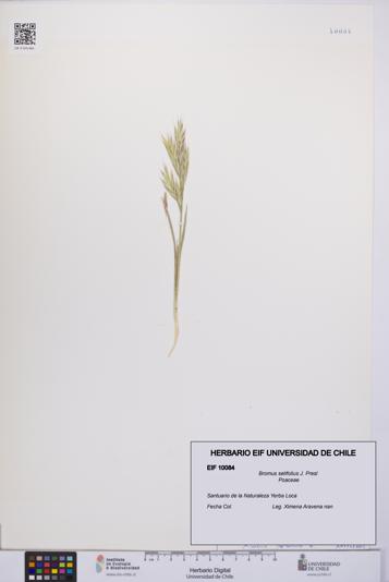 Bromus setifolius [Espécimen: UCH:EIF:0010084]