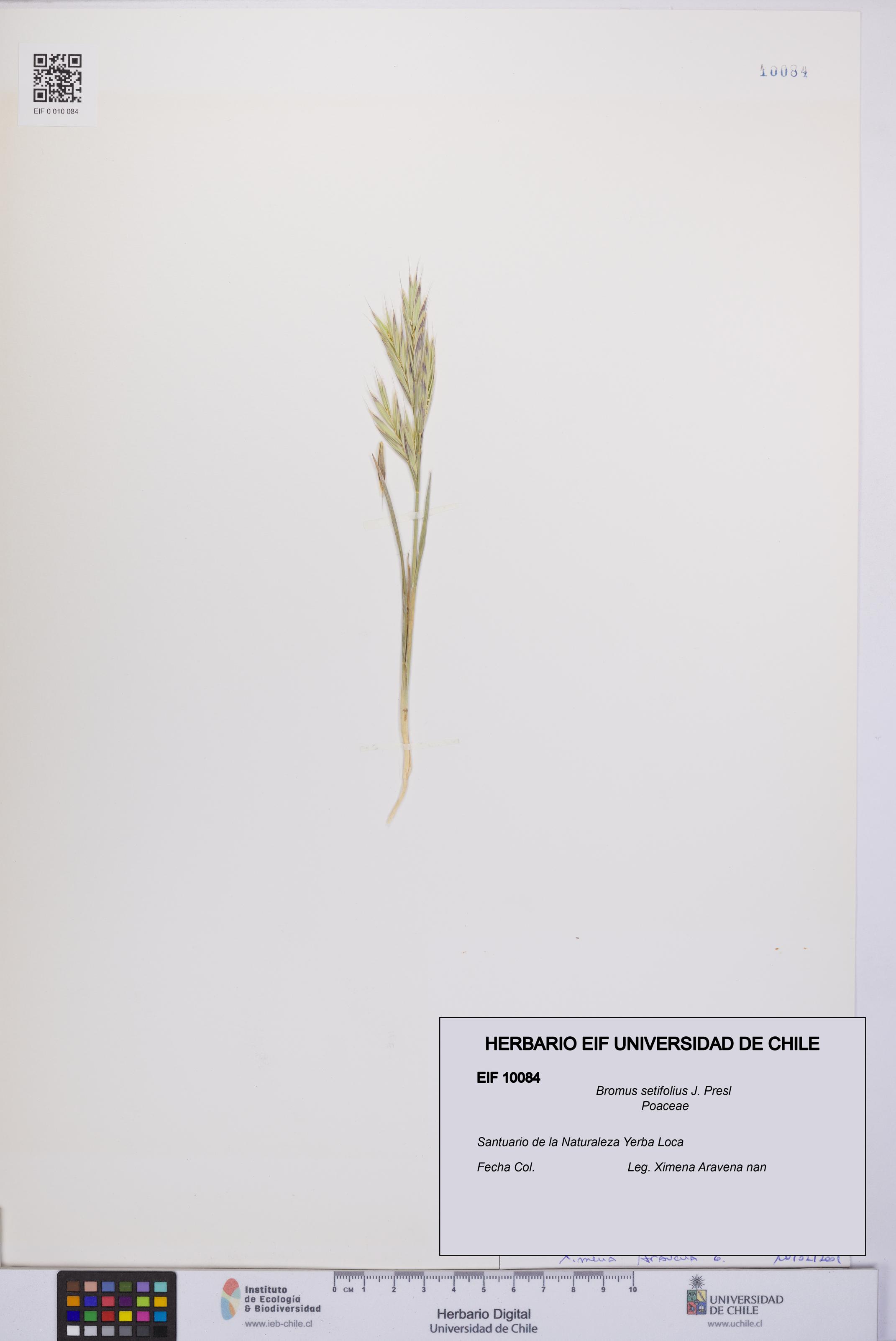 Bromus setifolius [Espécimen: UCH:EIF:0010084]