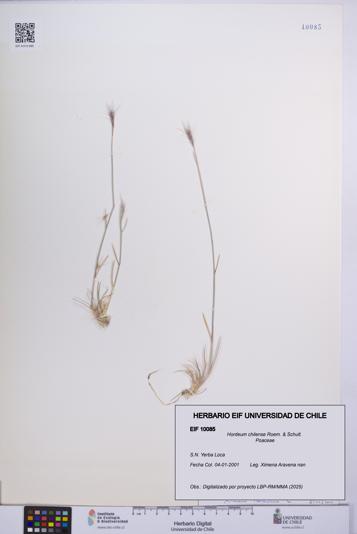 Hordeum chilense [Espécimen: UCH:EIF:0010085]