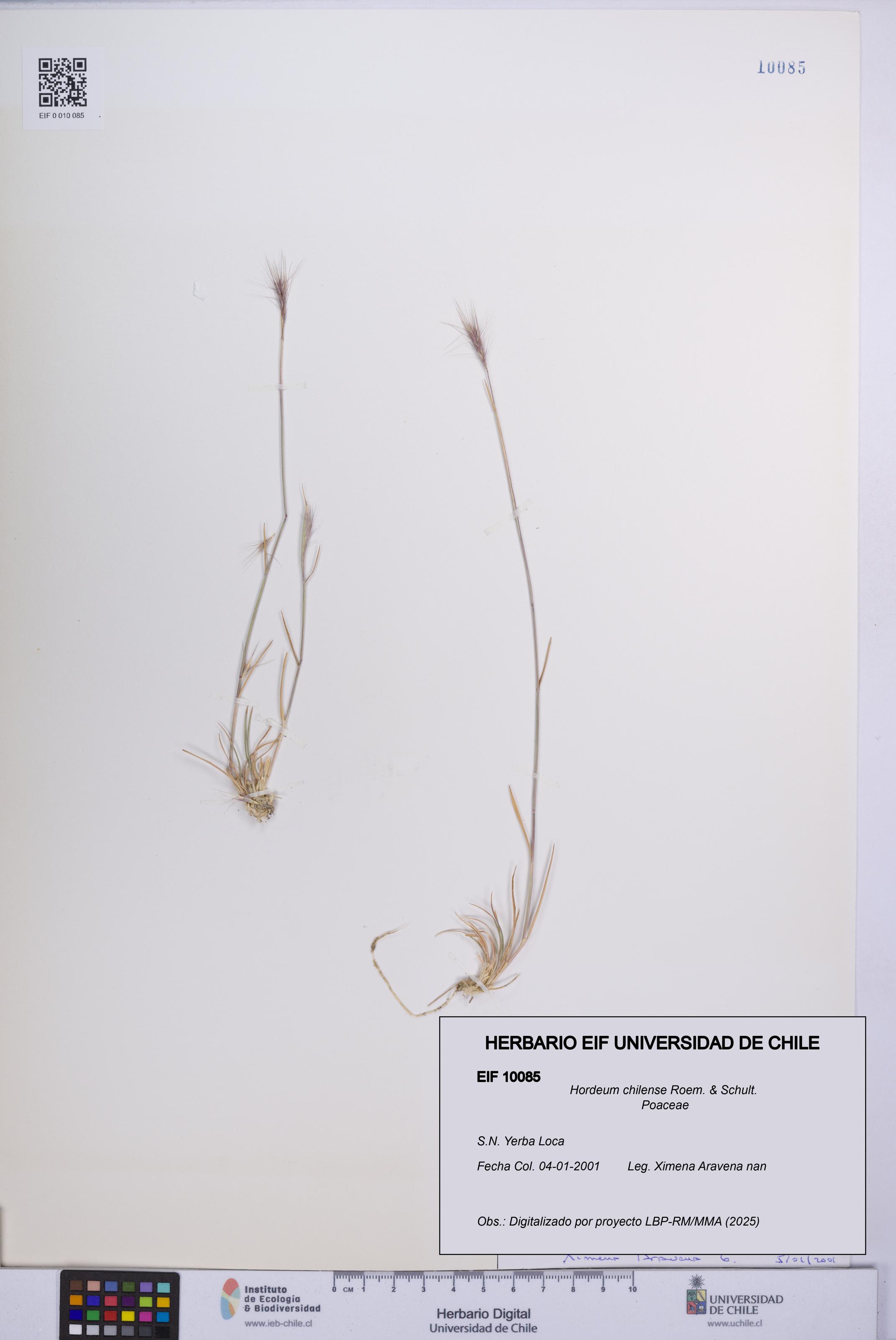Hordeum chilense [Espécimen: UCH:EIF:0010085]