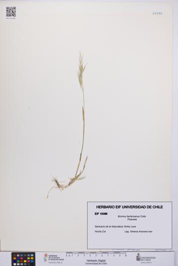 Bromus berteroanus [Espécimen: UCH:EIF:0010086]