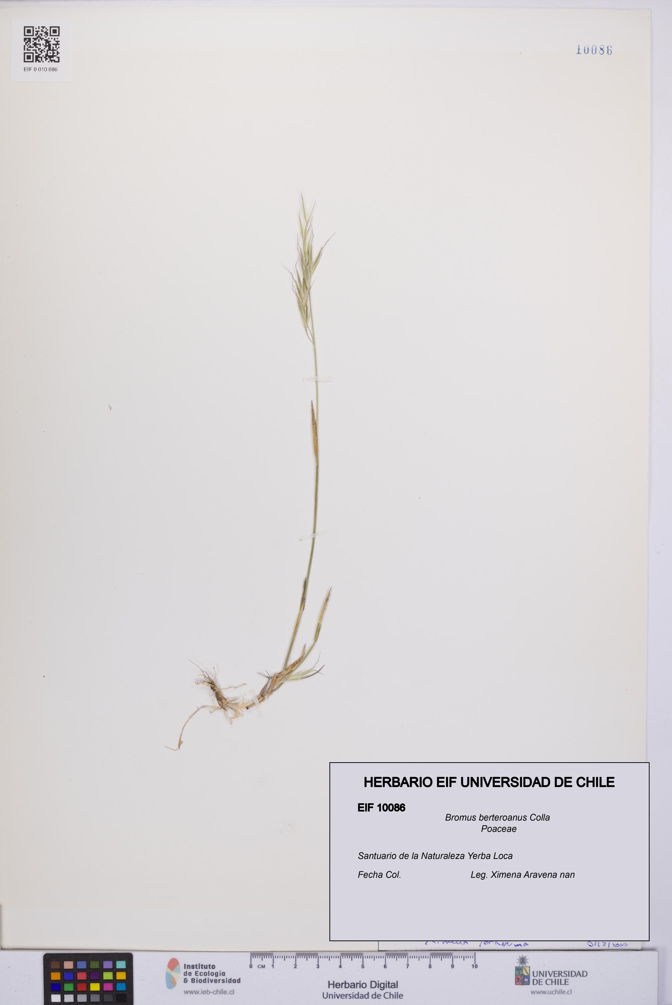 Bromus berteroanus [Espécimen: UCH:EIF:0010086]