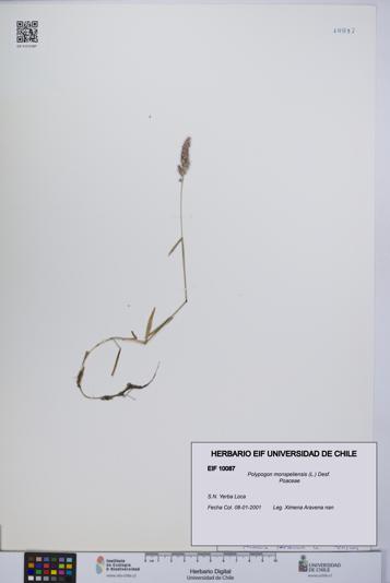 Polypogon monspeliensis [Espécimen: UCH:EIF:0010087]
