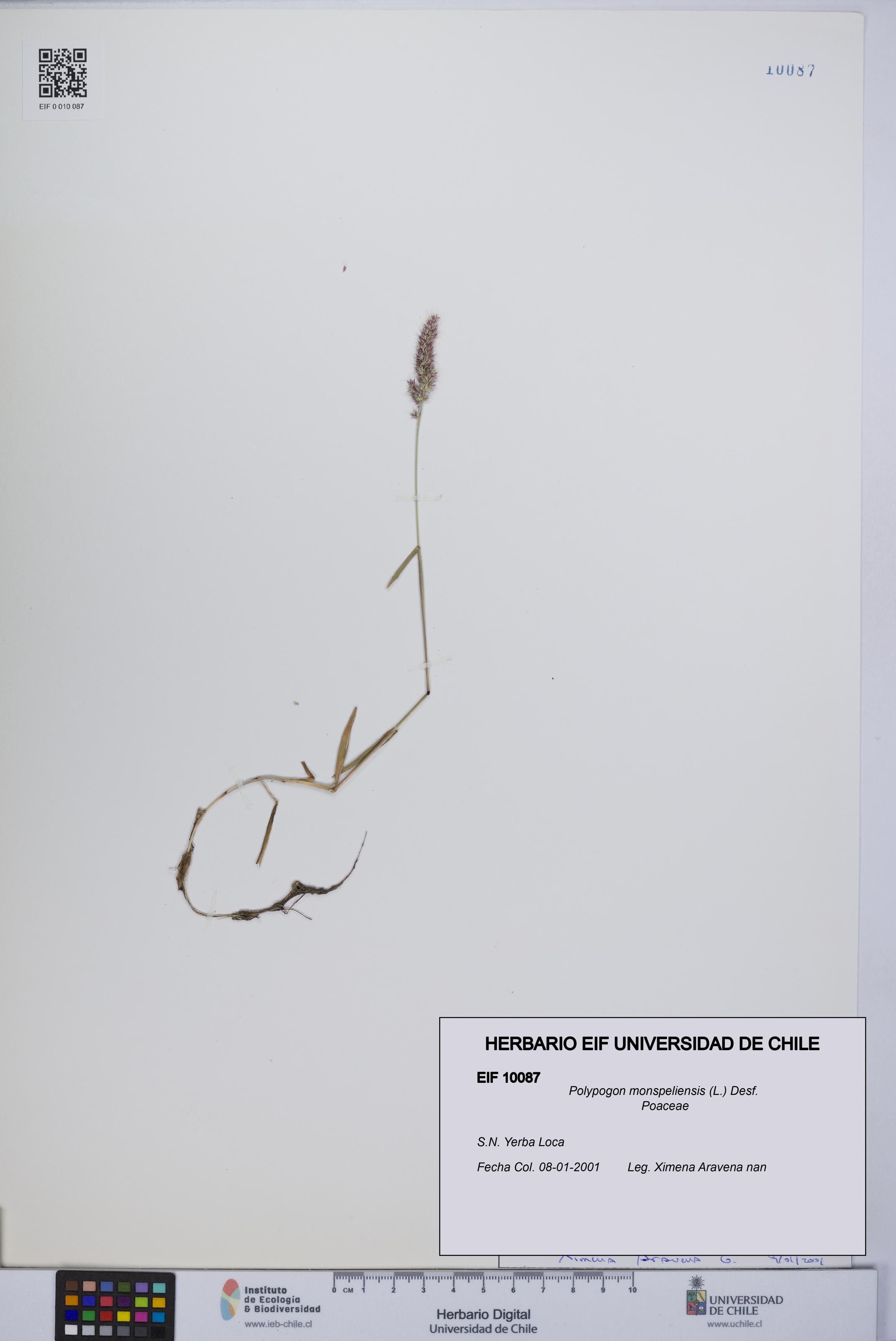 Polypogon monspeliensis [Espécimen: UCH:EIF:0010087]