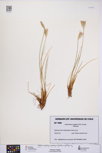 Solenomelus segethii [Espécimen: UCH:EIF:0010088]