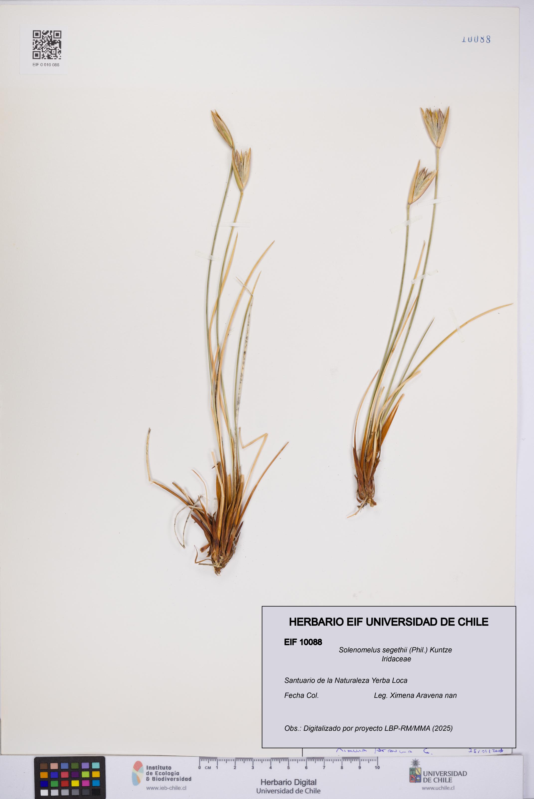 Solenomelus segethii [Espécimen: UCH:EIF:0010088]