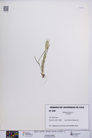 Hordeum murinum [Espécimen: UCH:EIF:0010089]