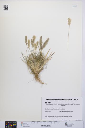 Koeleria preslii [Espécimen: UCH:EIF:0010091]