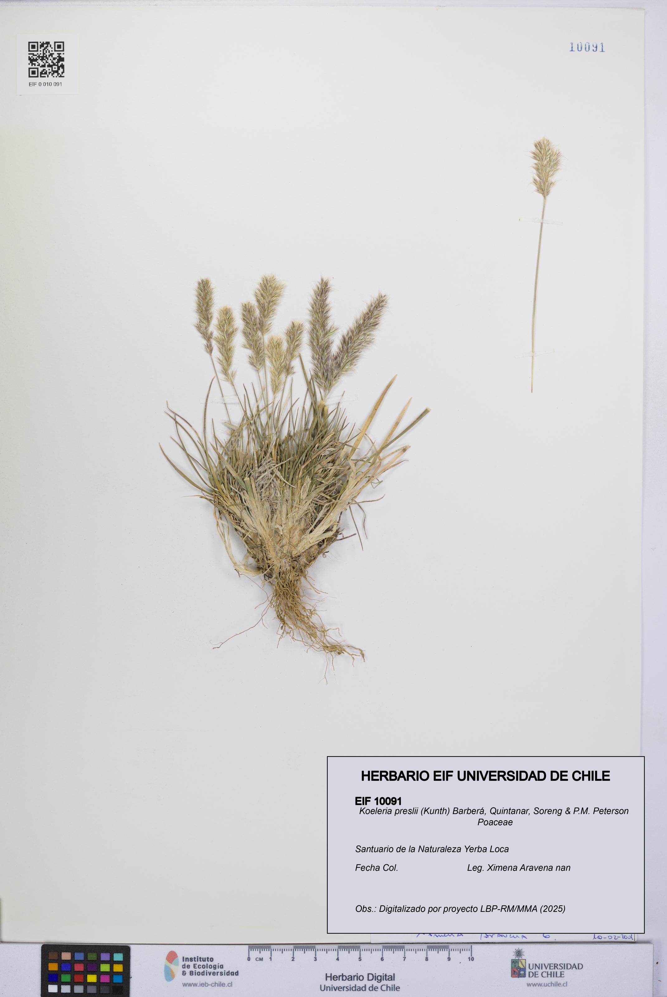 Koeleria preslii [Espécimen: UCH:EIF:0010091]