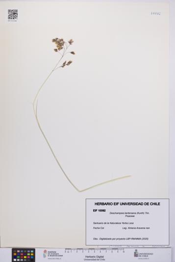 Deschampsia berteroana [Espécimen: UCH:EIF:0010092]