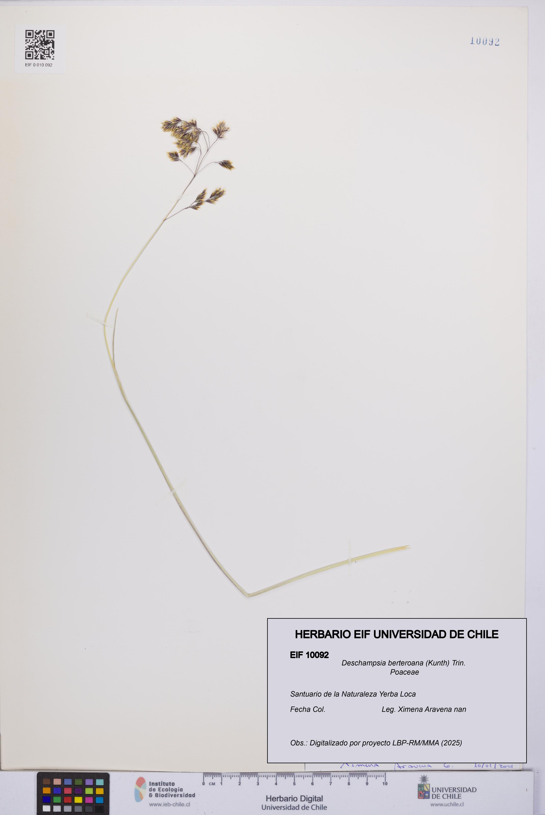 Deschampsia berteroana [Espécimen: UCH:EIF:0010092]